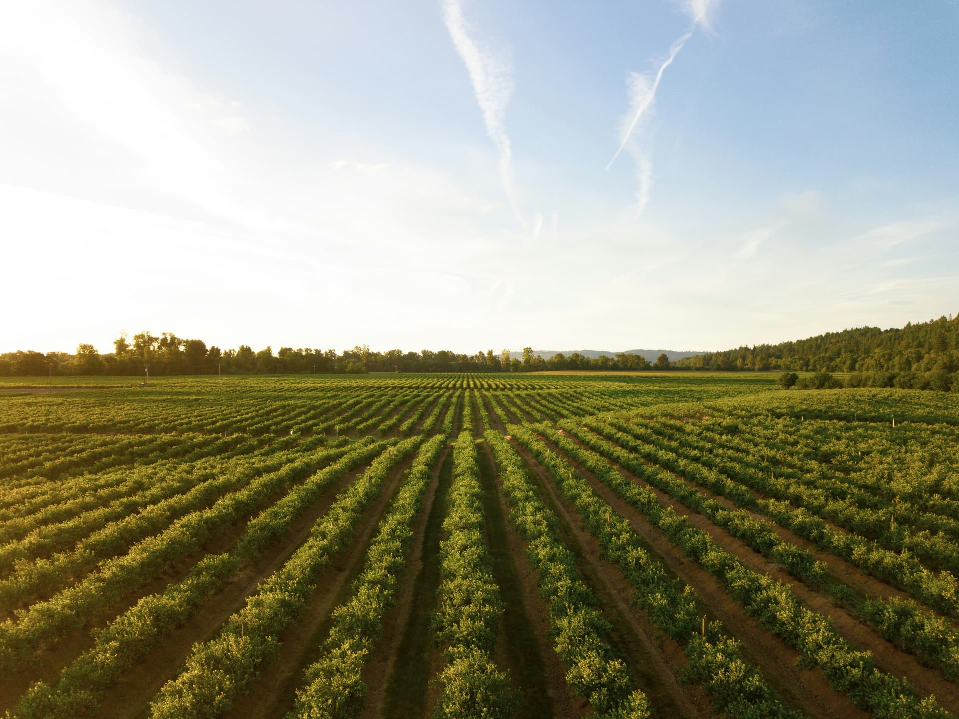 Aerial view of agricultural crop rows in an open field