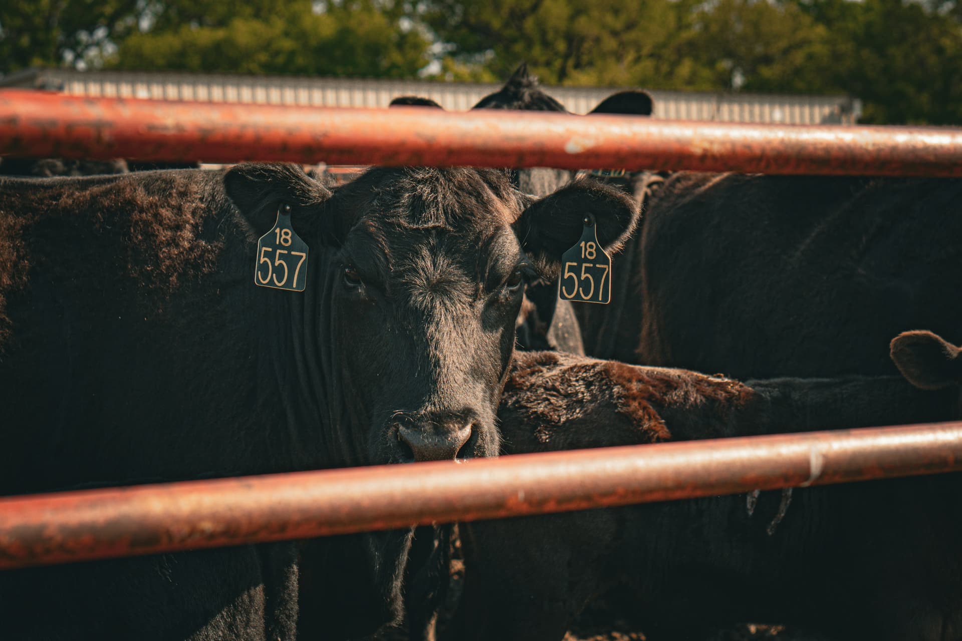 Close view of Black Angus cattle in a holding pen