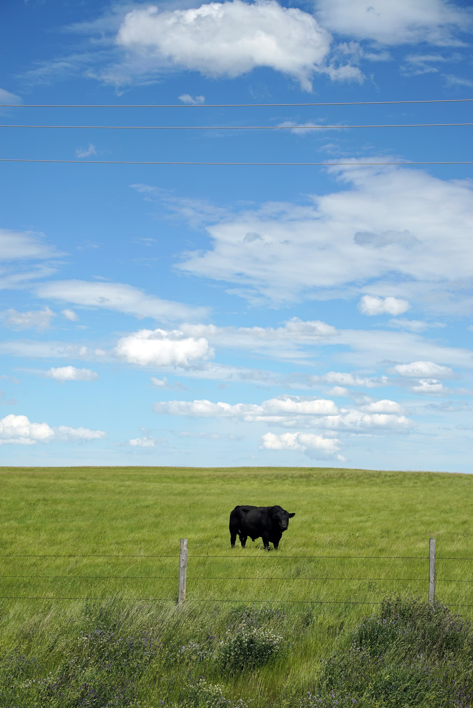 Single Black Angus cow standing in a wide open grass field