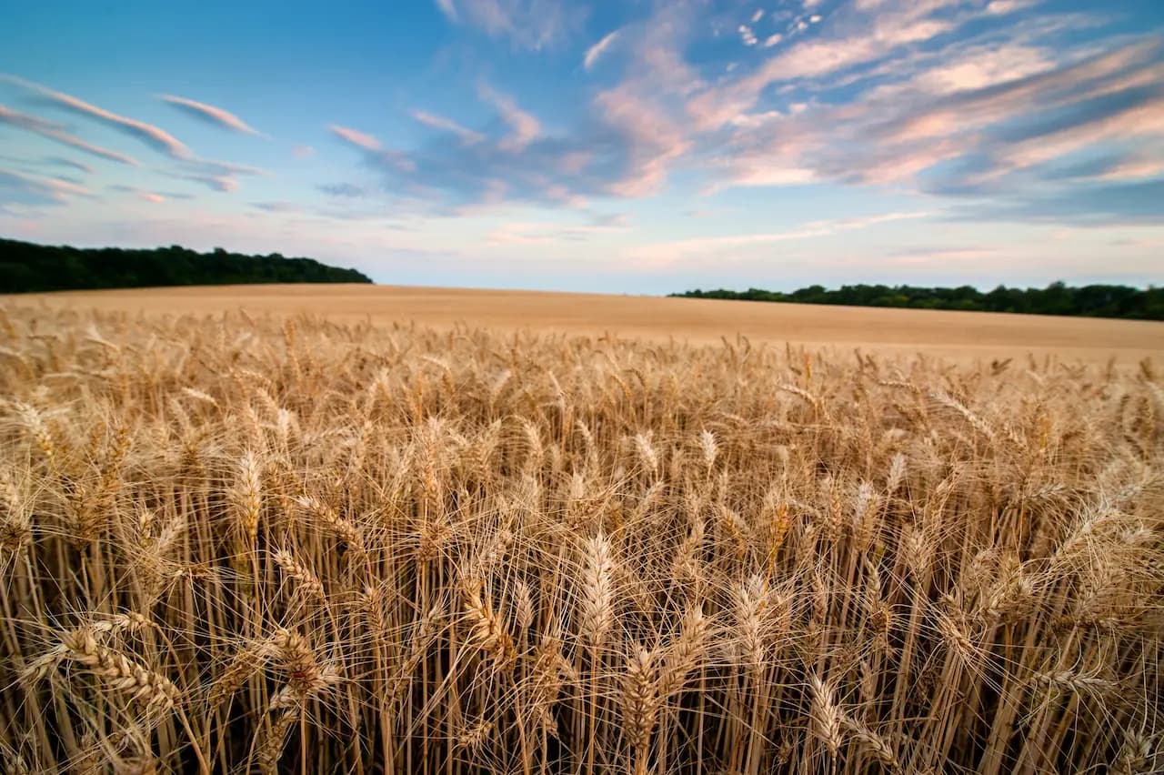 Agricultural Commodity Procurement: Sourcing Grains, Beef, and Edible Oils at Scale