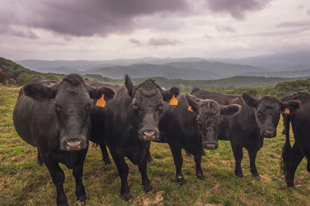 Black Angus cattle herd grazing in open pasture — premium beef and protein export supply