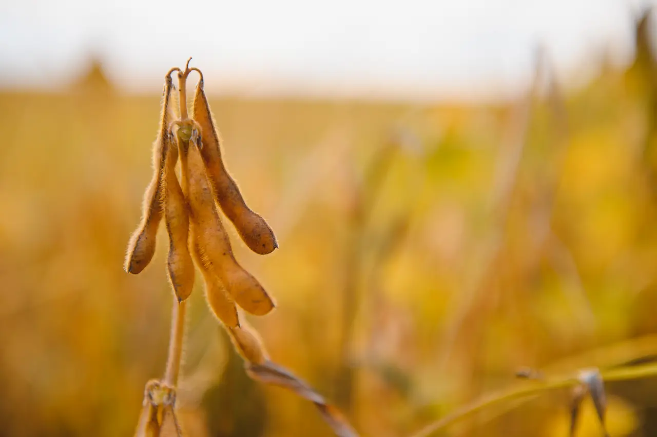 Soybean pods on the plantation at sunset