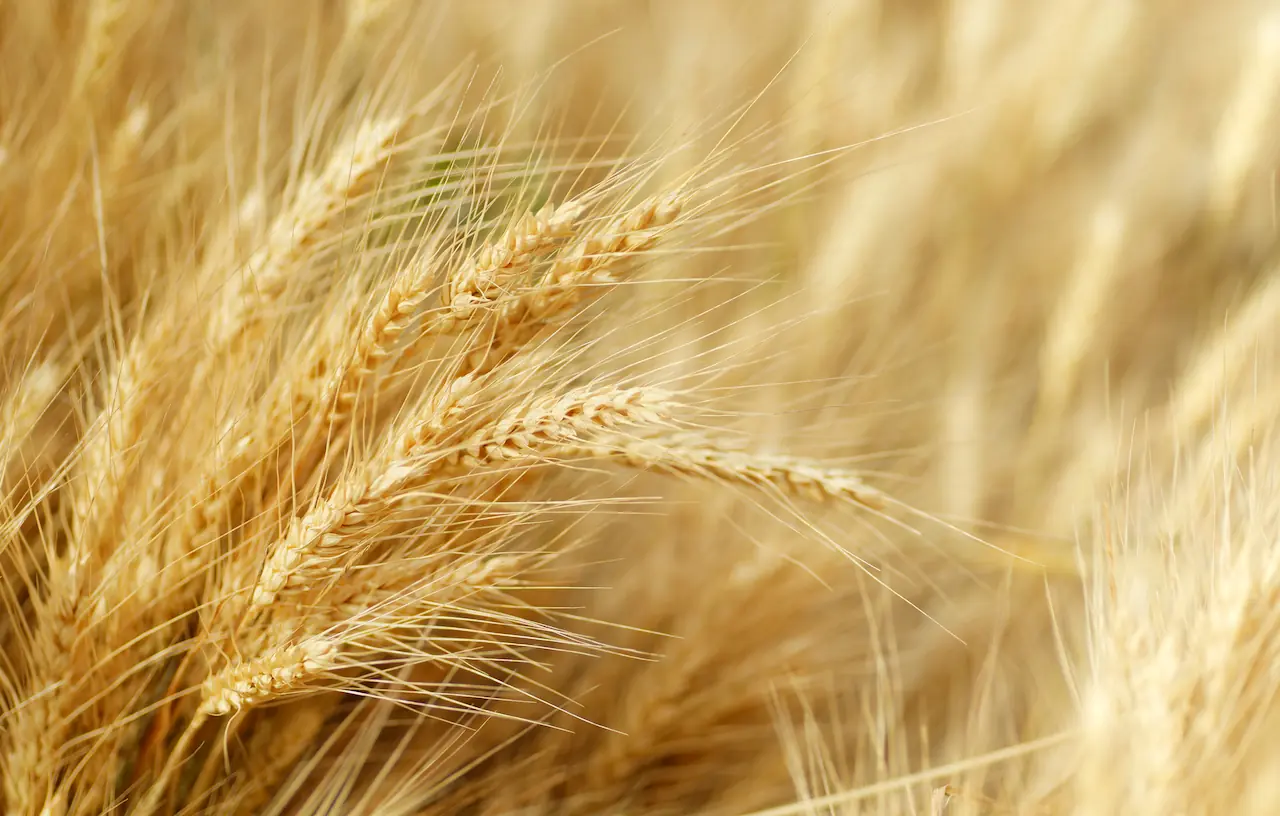 Golden wheat ears in a field